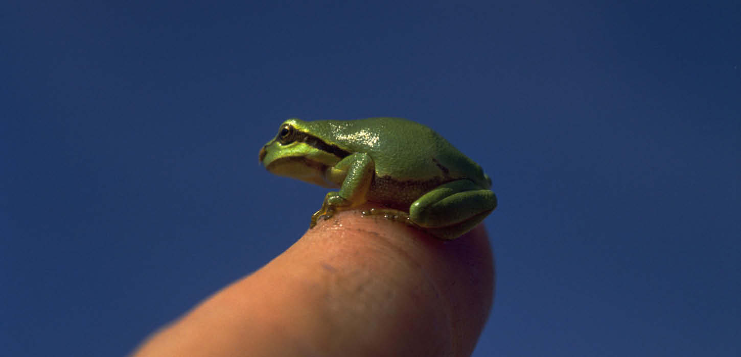 The tree frog and other amphibian | VisitSønderjylland, image size:1450x700
